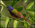 _9SB9824 painted bunting